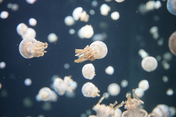Meduza, žele, pod vodom, oceana, spremnik, riba, akvarij
