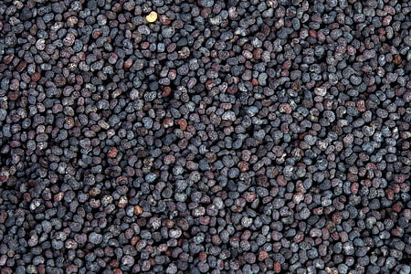 amapola, amapola azul, semillas, semillas de amapola, macro, alimentos