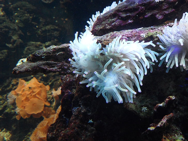 Anemone, Sea anemone, undervands, vand, havet, væsen, fluorescerende