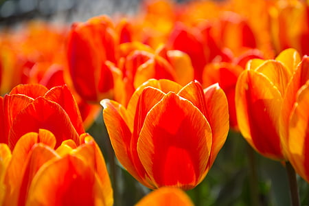 Tulip, musim semi, bunga merah, bunga, kelopak, alam, kesegaran