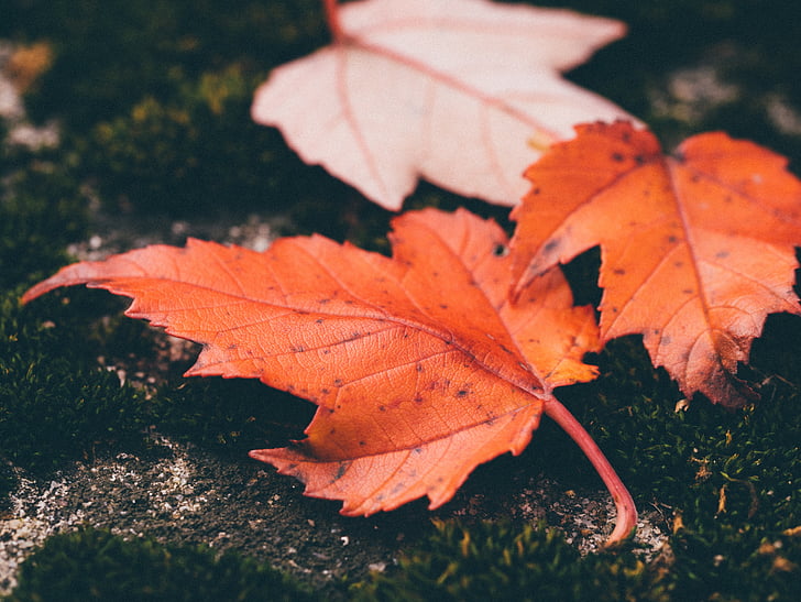 rudeniniai lapai, rudenį, lapai, Klevo lapai, Gamta