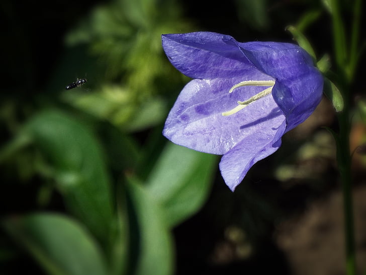 puķe, zila, zvans, kukainis, dārza