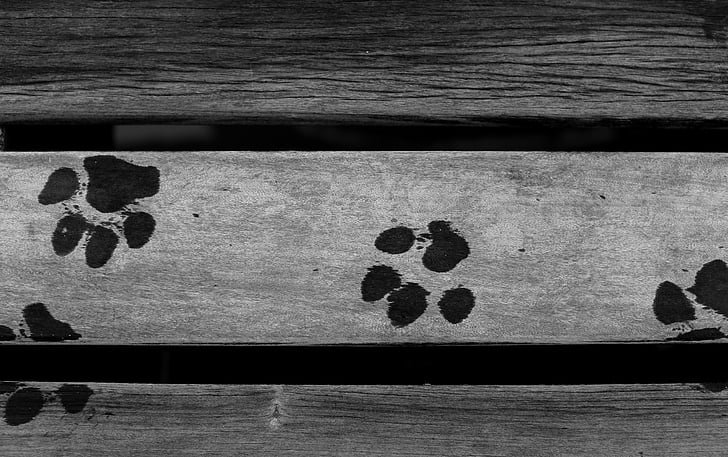 dog, animals, traces, doggie, wood - Material, backgrounds
