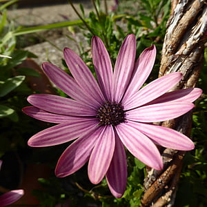 Marguerite, Blume, Blüte, Bloom, Anlage, Natur, Container-Anlage