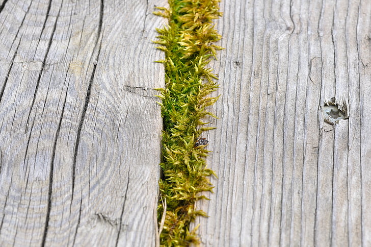 moss, wood, nature, grow, growth, wood - Material, backgrounds