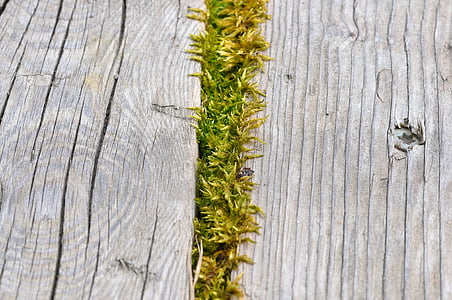 Moss, tre, natur, vokse, vekst, tre - materiale, bakgrunner