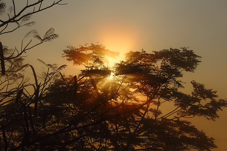 árvore, nascer do sol, silhueta, natureza, manhã, cena, paisagem de nascer do sol