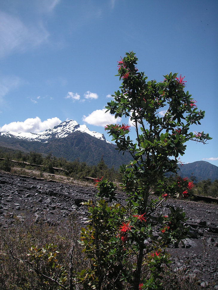 Čile, vulkan, grm