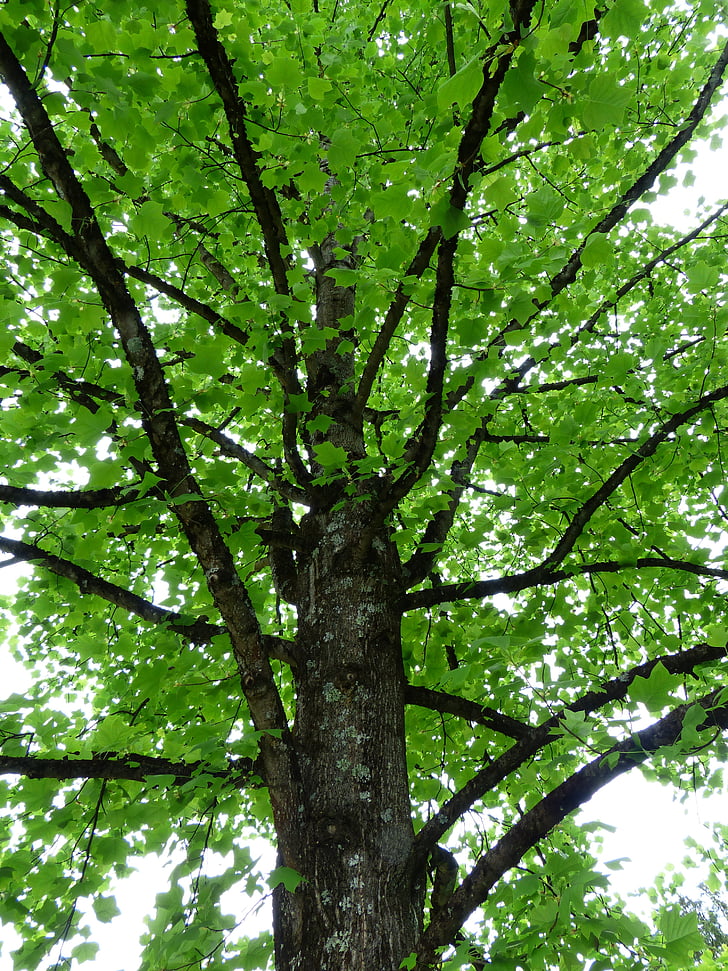 δέντρο τουλίπα, δέντρο, φύλλα, πράσινο, φως, ευάερο, άνοιξη