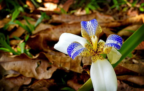 orquídea, flor, jardim, planta exótica