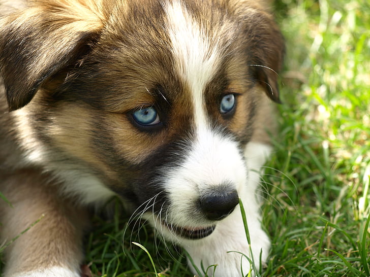 anjing, mata biru, hibrida, anjing muda, mata hitam, anjing