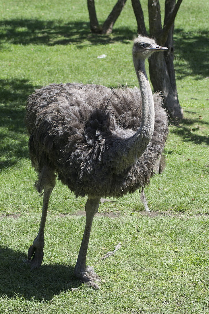 ostrich, zoo, pen, ostrich looking, plumage, exotic bird, neck