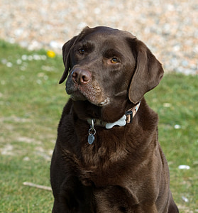 hond, Labrador, dier, mooie, Labrador retriever, Canine, huisdier
