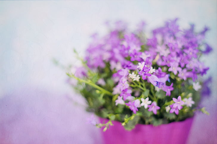 purpurkrāsas ziediem, Pavasaris, pušķis, Violeta, daba, ziedu, augu