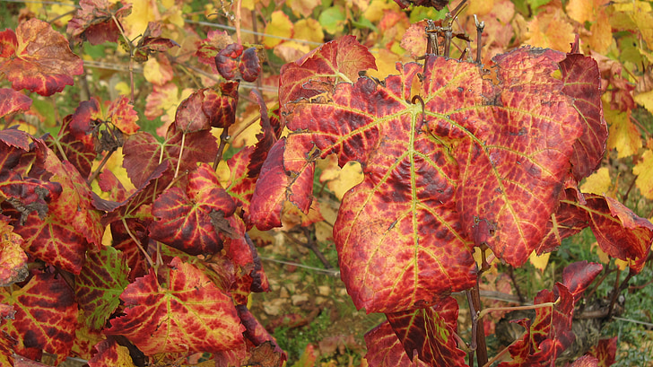 the slopes of corton in the fall, vines, vine leaves