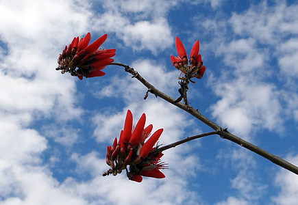 erythrina indica, Scarlet, blomst, Coral tree, Sol treet, India