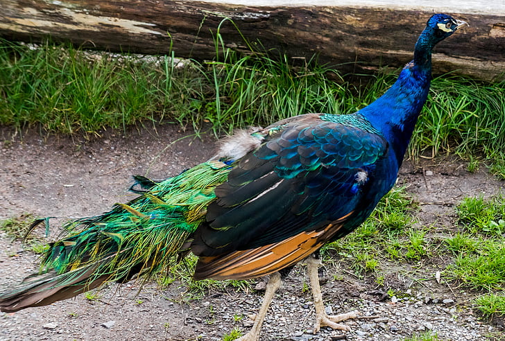 peacock, blue, bird, feather, nature, tail, exotic