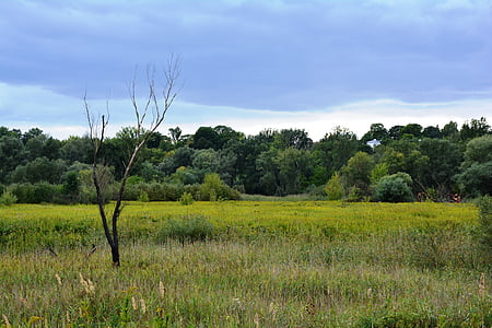 arbre, Meadow, solitaire, arbre mort, arbres desséchés, paysage, Pologne