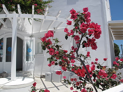 bunga, rumah tinggal, b b, Pulau, Yunani, Santorini, tangga