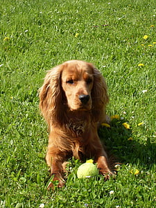 dog, cocker spaniel, ball, outdoors