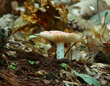 mushroom, nature, woods, forest, leaves