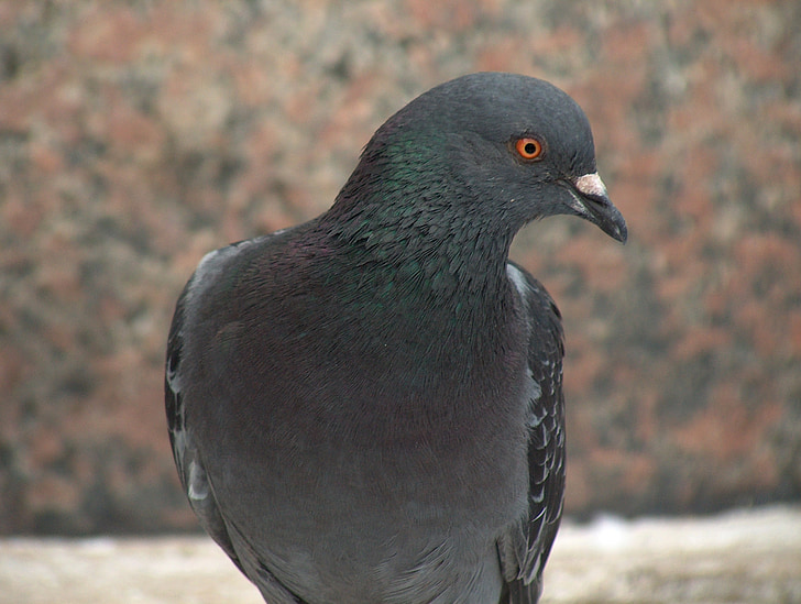 Dove, dyr, fugl, natur, byen pigeon, røde øjne