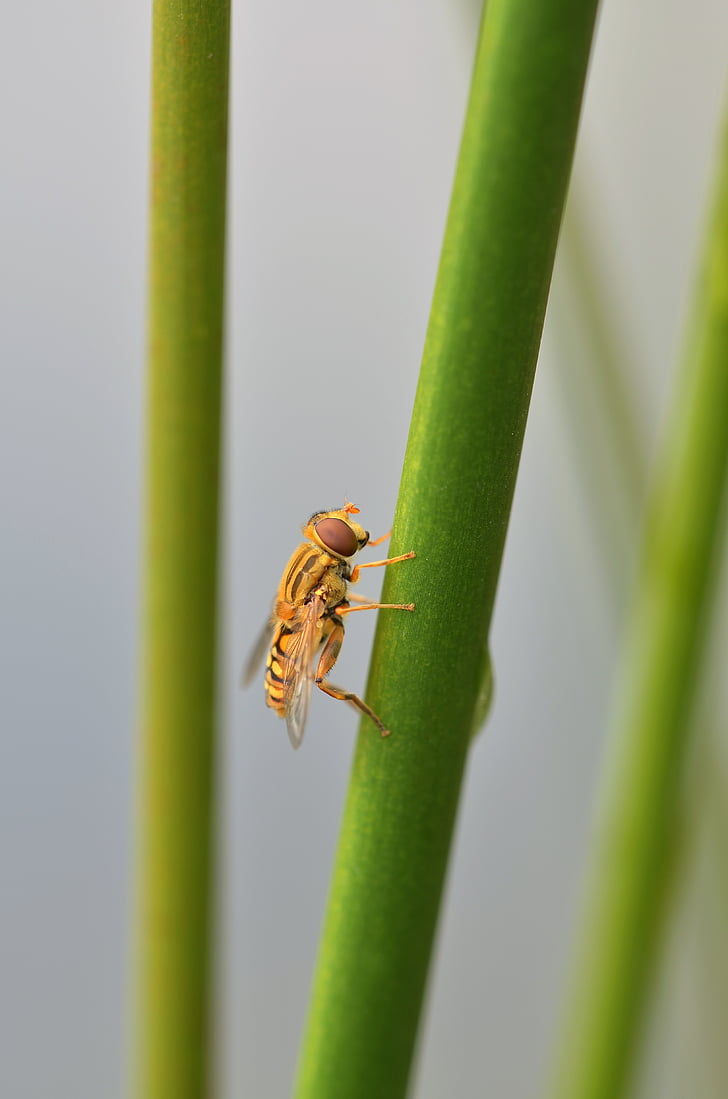 episyrphus balteatus, hoverfly, insect, nature, reed, macro, close