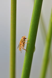 episyrphus balteatus, hoverfly, insekt, natur, Reed, makro, Luk
