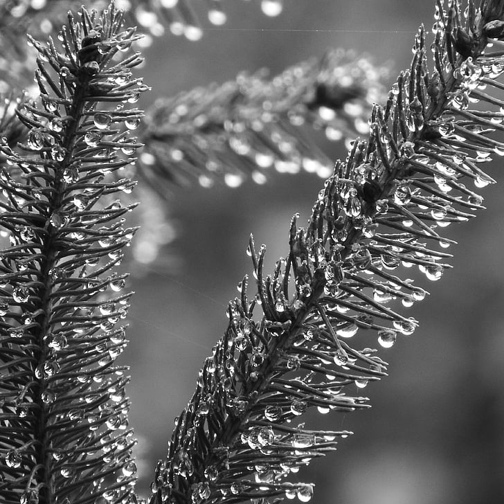 spruce, evergreen tree, dew, black and white, drops of water, twig, needles