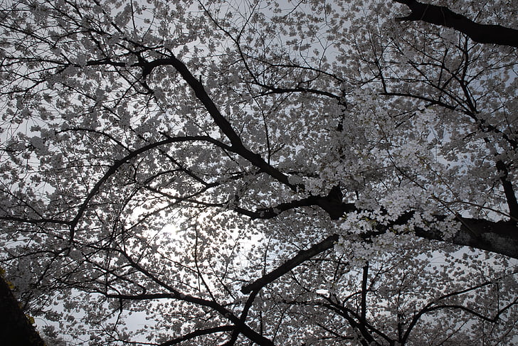 primavera, Sakura, Rosa, blanc, flors, fusta, despertador