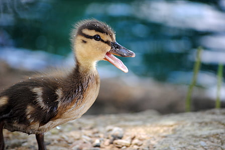 eend, Ducky, baby, baby eend, eendje, dier, schattig