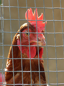 hen, poultry, captivity, grating, farm