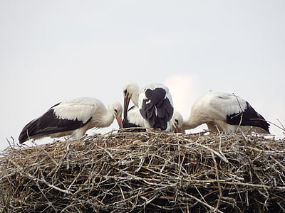 storks, birds, young, socket
