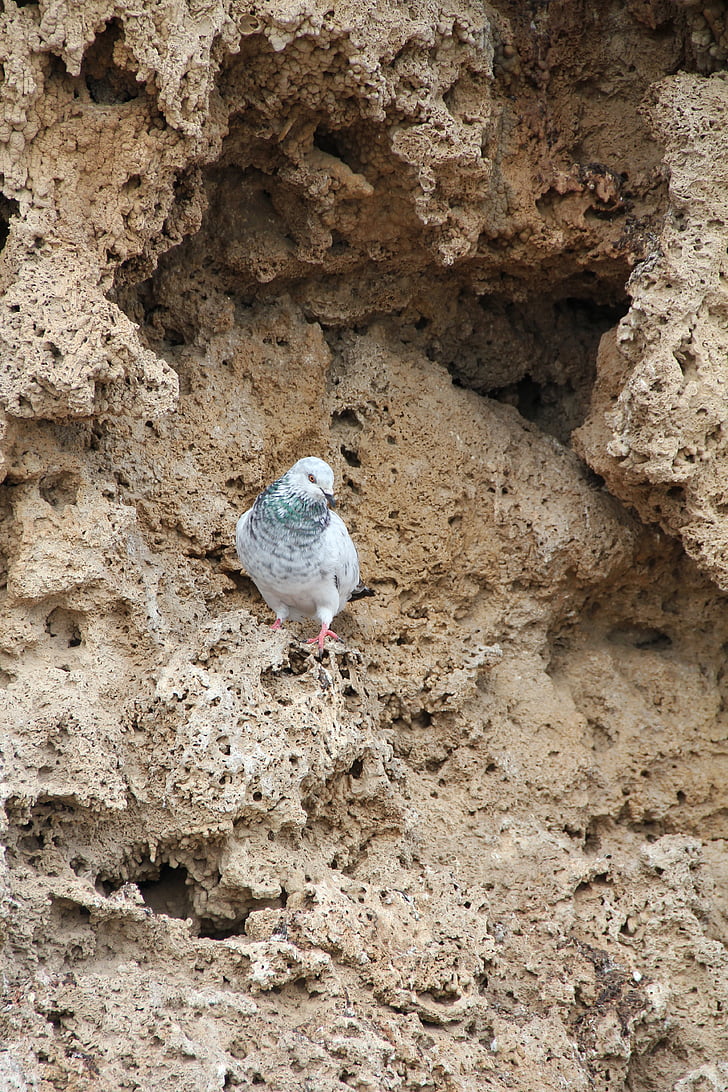 pigeon, bird, rocks, animals, pegon, fauna