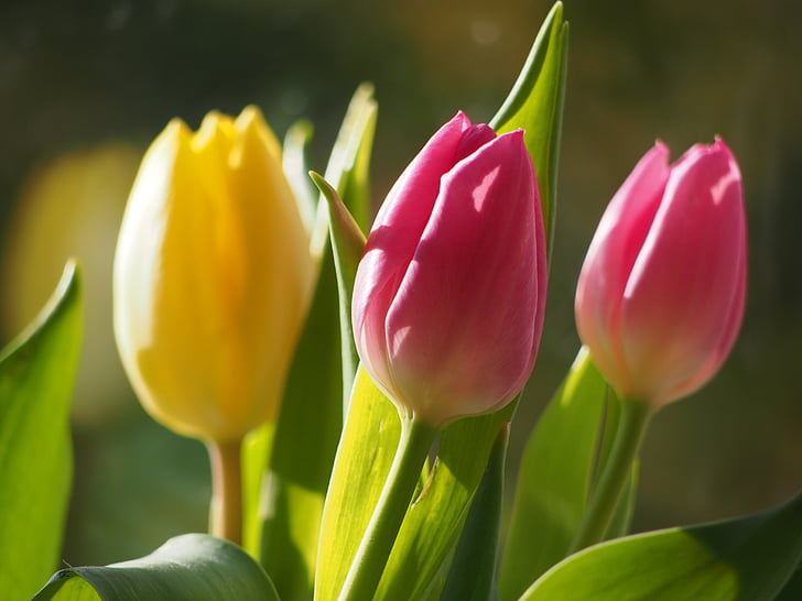 flowers, tulips, blossom, bloom, spring, nature, flora