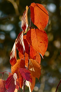 зеленина, червен, листа, Есен, Есен, природата, едър план