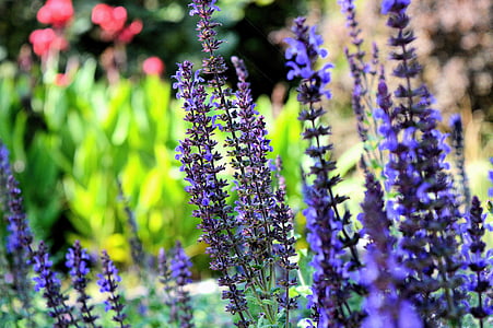 Salwá, loodus, lilled, Ilu, Lavendel, lilla, lill
