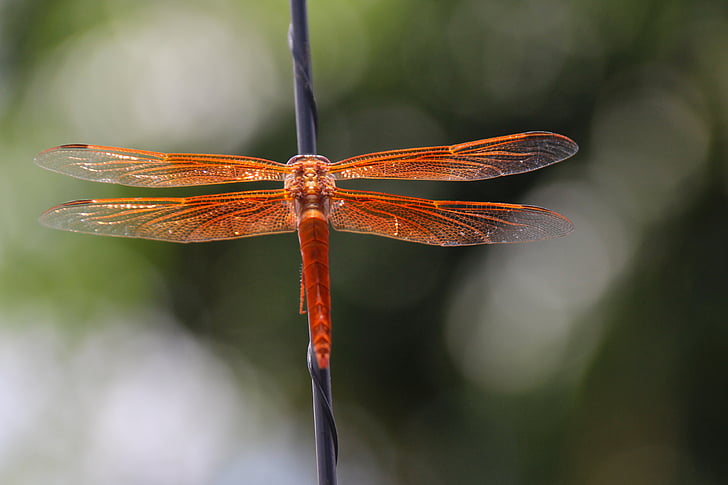 Dragonfly, separator de flacără, Libellula saturata, Orange, libellulidae, insectă, aripi