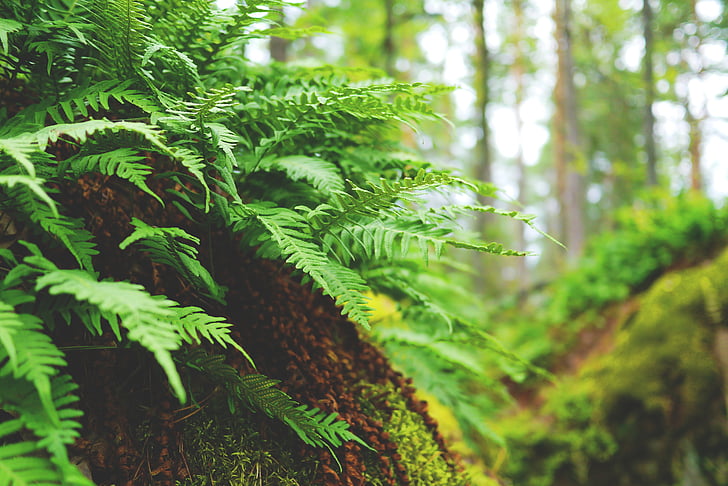 fern, forest, nature, plant, leaves, flora, green