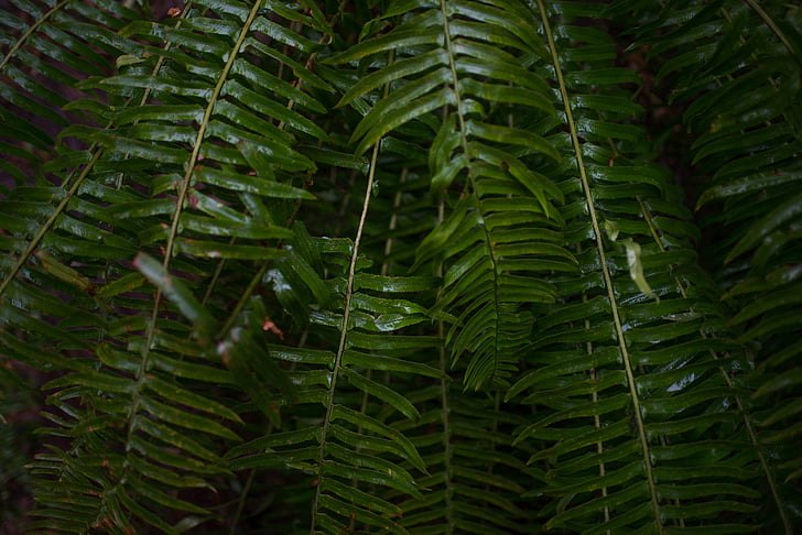 ferns, green, greenery, rain forest, green color, nature, pine tree