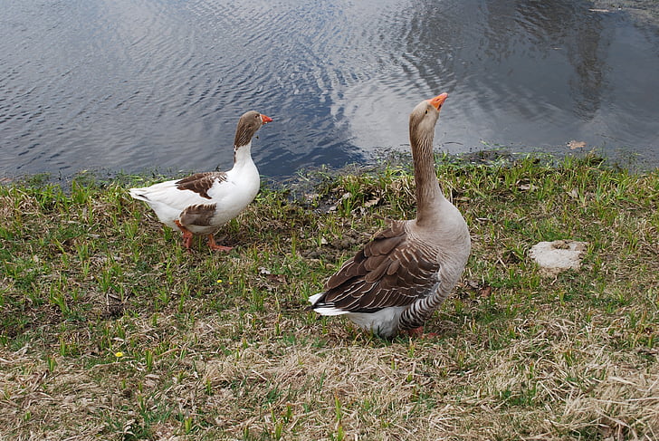 goose, two geese, gross, water, outdoors, farm, brown