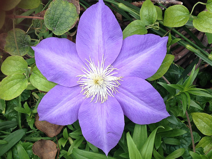 ungu, Blossom, bunga