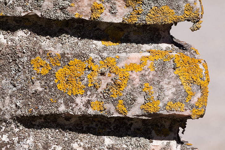 wall, detail, lichen, stone, structure, pattern, background