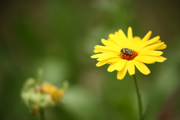 abeja, flores, flor, insectos, naturaleza, pétalos de, verano