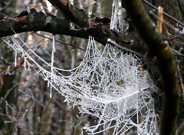 Web-паук, утро, гель, Фрост, Зима, холодная, Природа