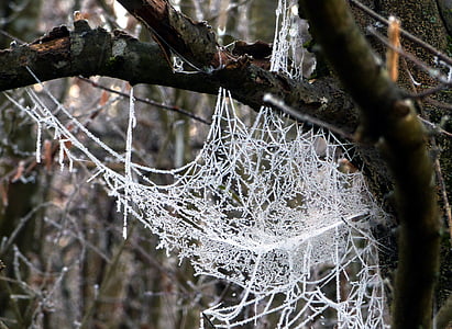 Web spider, no rīta, Gel, salna, ziemas, auksti, daba