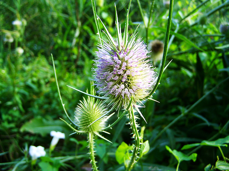 piimohakas, wildflower, Herb