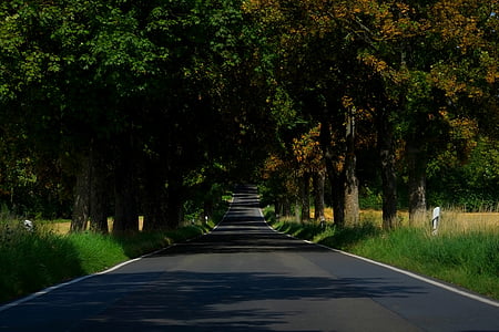 Avenija, ceste, stabla, daleko, asfalt, priroda, postrojeni drvored