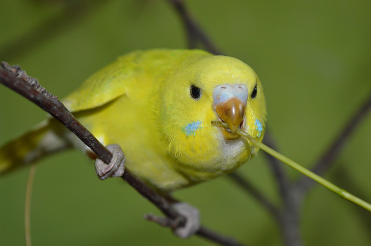 Волнистый попугайчик, Любопытно, съесть