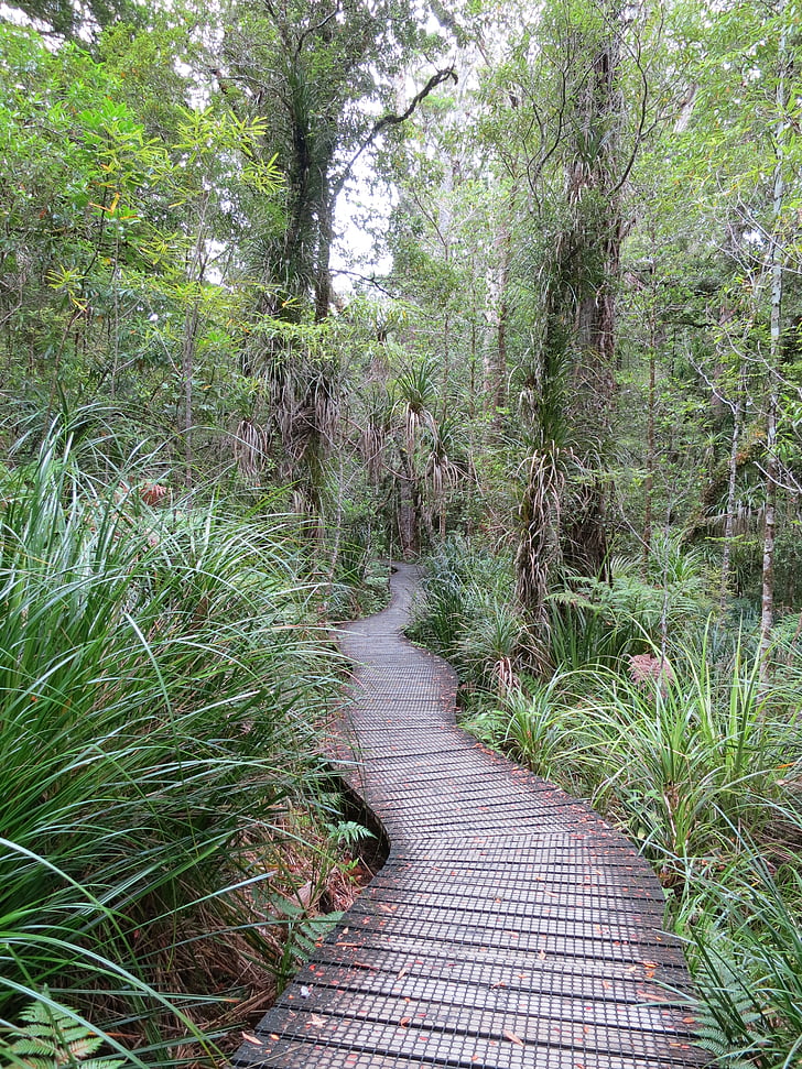 bosc, distància, web, Kauri, arbre, Nova Zelanda